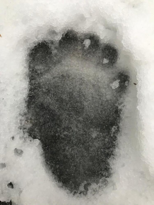 Tahoma Meadows - Sugar Pine Cabin image 22